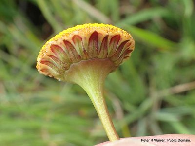 Cotula hispida, photographed by Peter Warren
