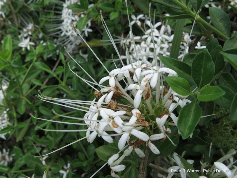 Pavetta gracilifolia, photographed by Peter Warren