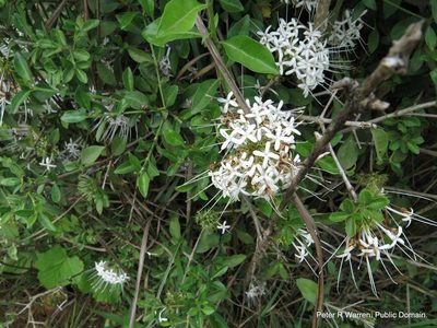 Pavetta gracilifolia, photographed by Peter Warren