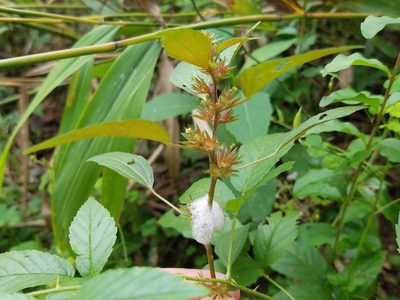 Acalypha rhomboidea, photographed by Leila Dasher