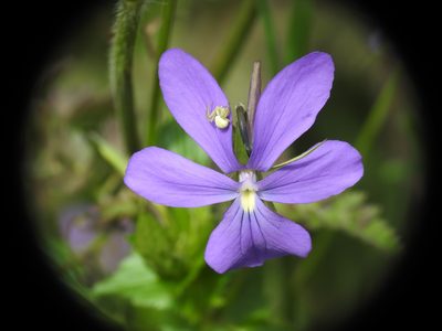 Viola cornuta, photographed by Yves Bas