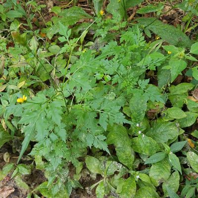 Bidens bipinnata, photographed by Leila Dasher