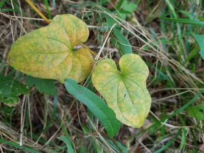 Dioscorea polystachya, photographed by Leila Dasher