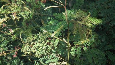 Adenopodia spicata, photographed by Shaun Swanepoel