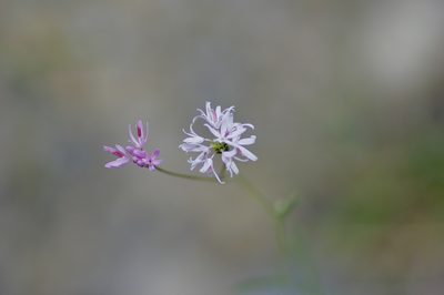 Palafoxia callosa, photographed by Michelle W. （鍾偉瑋）