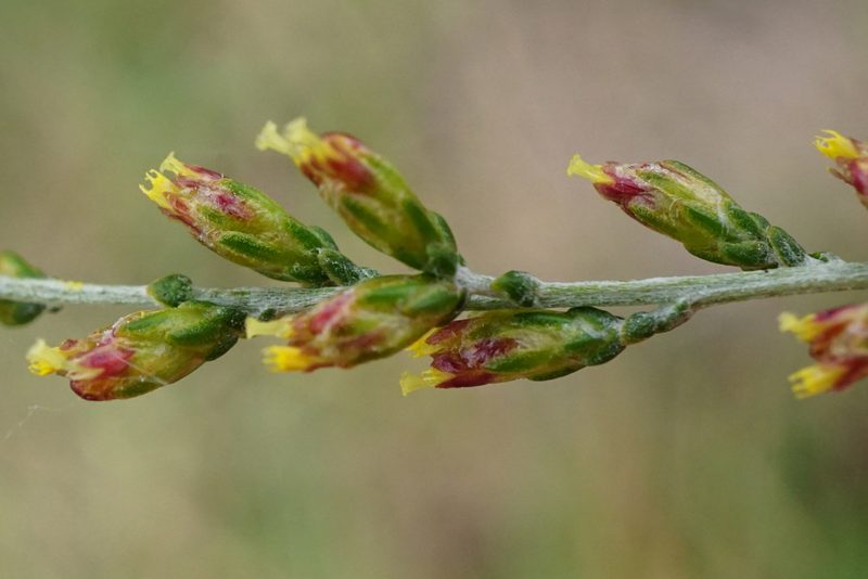 Artemisia santonicum, photographed by Patrick Hacker