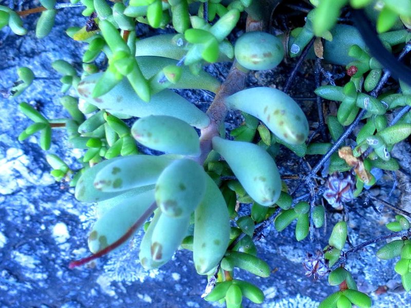 Adromischus mammillaris, photographed by Di Turner