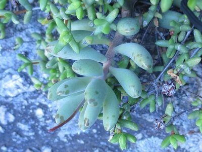 Adromischus mammillaris, photographed by Di Turner