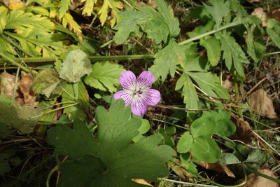 Geranium wlassovianum, photographed by Aleksei Baushev