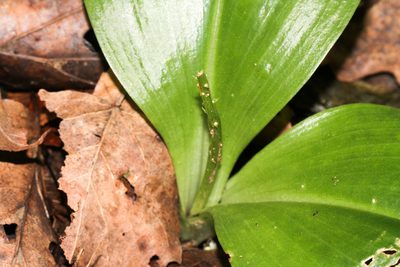 Liparis liliifolia, photographed by Tom Field