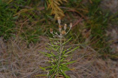 Vernonia lindheimeri, photographed by Michelle W. （鍾偉瑋）