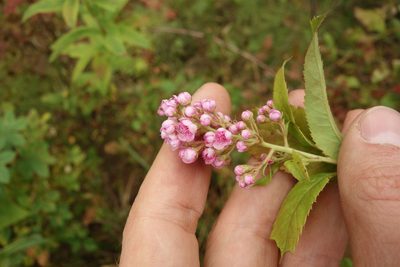 Spiraea salicifolia, photographed by Aleksei Baushev