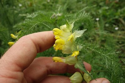 Rhinanthus major, photographed by Aleksei Baushev