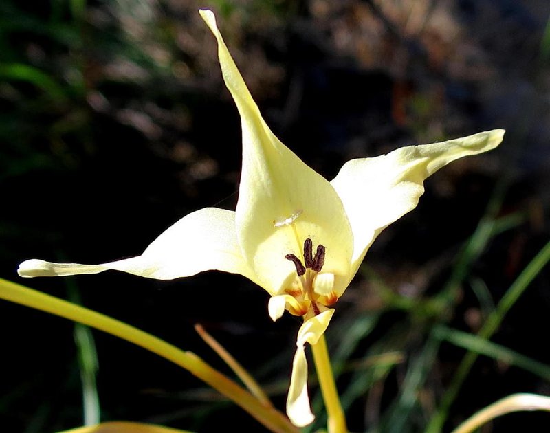 Gladiolus leptosiphon, photographed by Di Turner