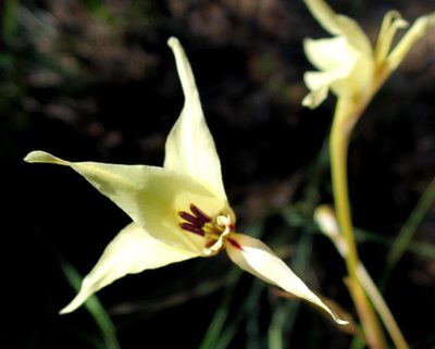 Gladiolus leptosiphon, photographed by Di Turner