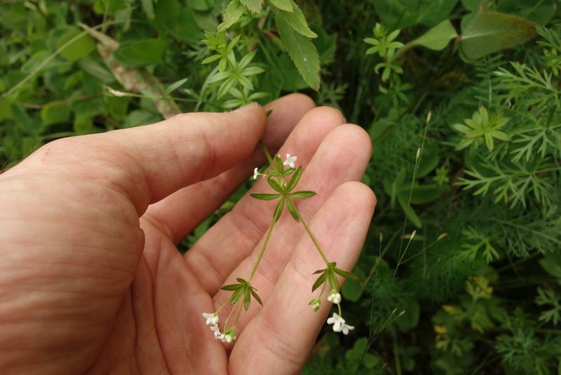 Galium uliginosum, photographed by Aleksei Baushev