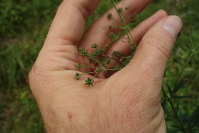 Thalictrum simplex, photographed by Aleksei Baushev