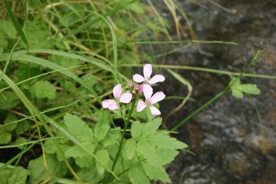Cardamine macrophylla, photographed by Aleksei Baushev
