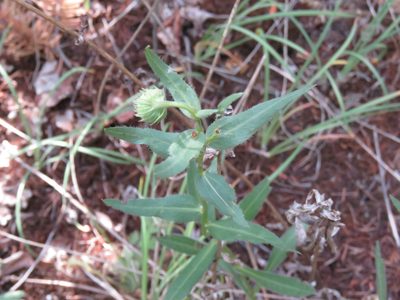 Erigeron speciosus, photographed by Erin Springinotic