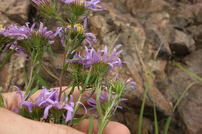 Kalimeris tatarica, photographed by Aleksei Baushev