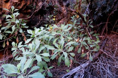 Othonna osteospermoides, photographed by Di Turner