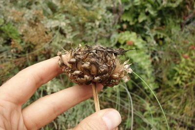 Leuzea uniflora, photographed by Aleksei Baushev