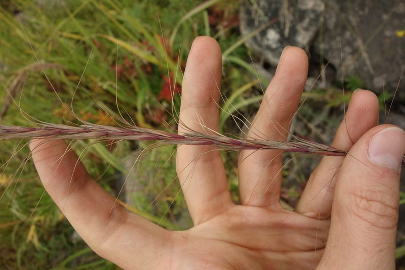 Elymus gmelinii, photographed by Aleksei Baushev