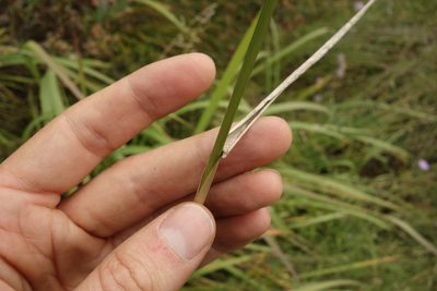 Elymus gmelinii, photographed by Aleksei Baushev