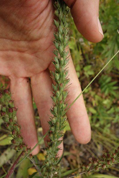 Veronica linariifolia, photographed by Aleksei Baushev