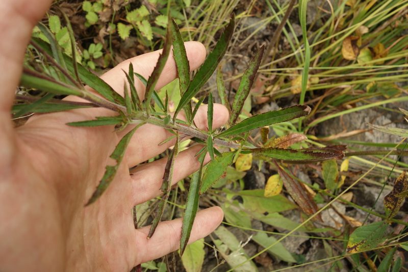 Veronica linariifolia, photographed by Aleksei Baushev