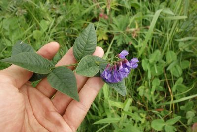 Vicia unijuga, photographed by Aleksei Baushev