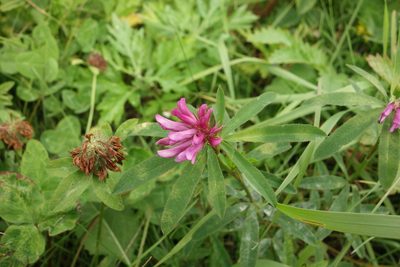 Trifolium lupinaster, photographed by Aleksei Baushev