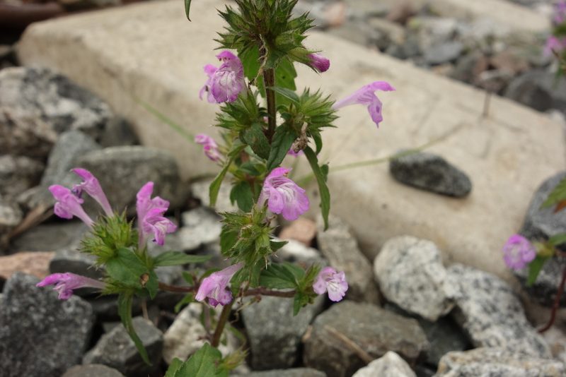 Galeopsis ladanum, photographed by Aleksei Baushev
