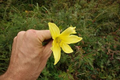 Hemerocallis minor, photographed by Aleksei Baushev