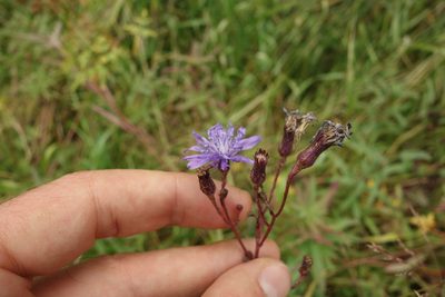 Lactuca sibirica, photographed by Aleksei Baushev