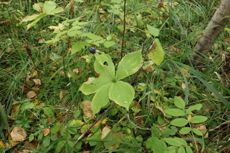Paris verticillata, photographed by Aleksei Baushev