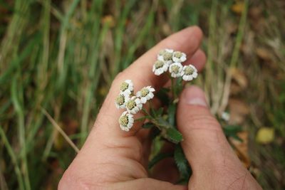Achillea alpina, photographed by Aleksei Baushev