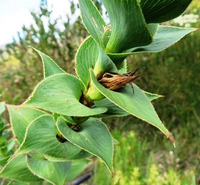 Cliffortia denticulata, photographed by linkie