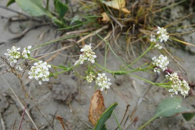 Lepidium cartilagineum, photographed by Patrick Hacker