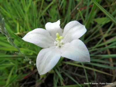 Wahlenbergia rivularis, photographed by Peter Warren