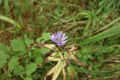 Lactuca sibirica, photographed by Aleksei Baushev
