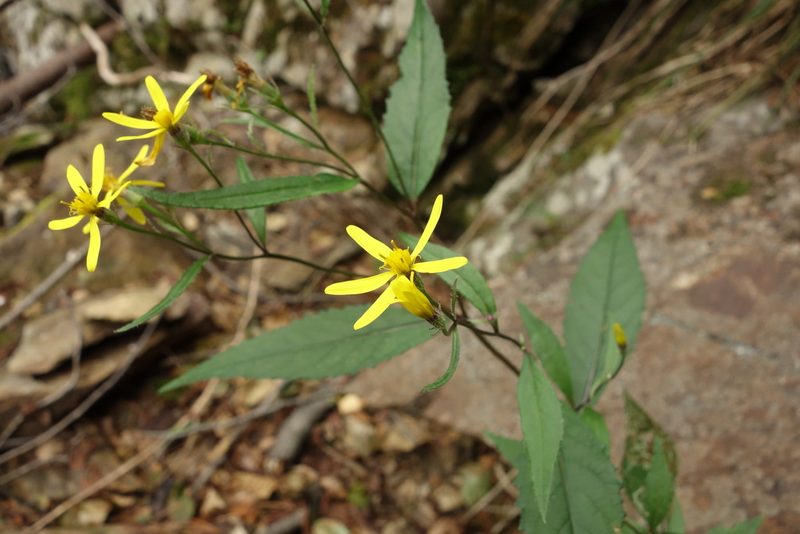 Senecio nemorensis, photographed by Aleksei Baushev