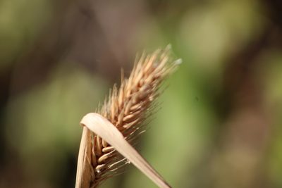 Elymus virginicus, photographed by Clay