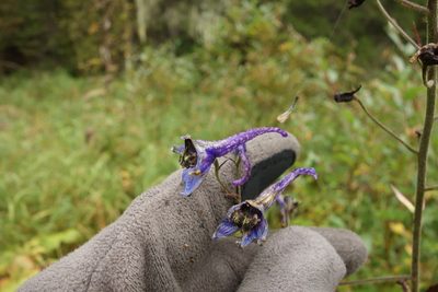 Delphinium elatum, photographed by Aleksei Baushev