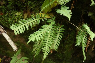 Polypodium sibiricum, photographed by Aleksei Baushev
