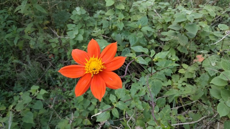 Dahlia coccinea, photographed by Abraham A. Gómez Landero