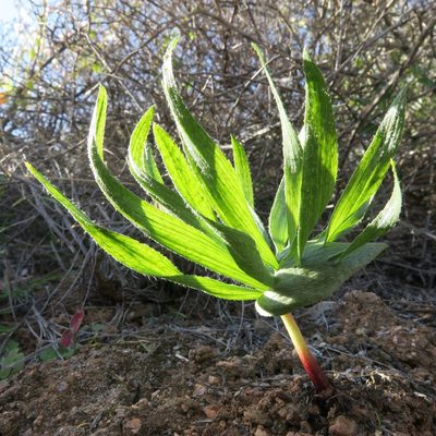 Eriospermum alcicorne, photographed by Kevin Murray