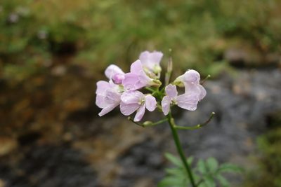 Cardamine macrophylla, photographed by Aleksei Baushev