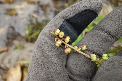 Pyrola minor, photographed by Aleksei Baushev