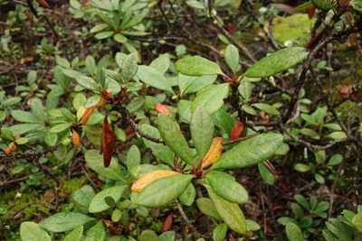 Rhododendron aureum, photographed by Aleksei Baushev